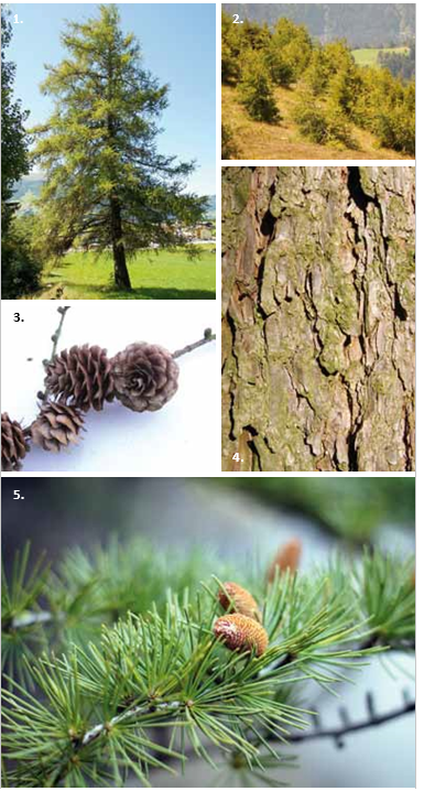 Brochure-ParcdeLEurope-MélèzeEuropéen