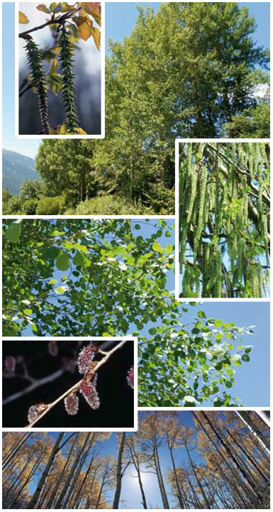 Brochure-ParcdeLEurope-PeuplierTrembleur