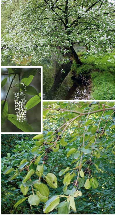 Brochure-ParcdeLEurope-CerisierPleureur