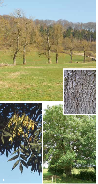Brochure-ParcdeLEurope-FrêneCommun
