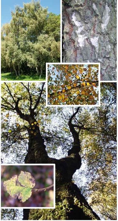 Brochure-ParcdeLEurope-BouleauDeTourbière