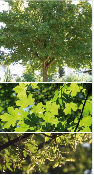Brochure-ParcdeLEurope-ErableChapêtre
