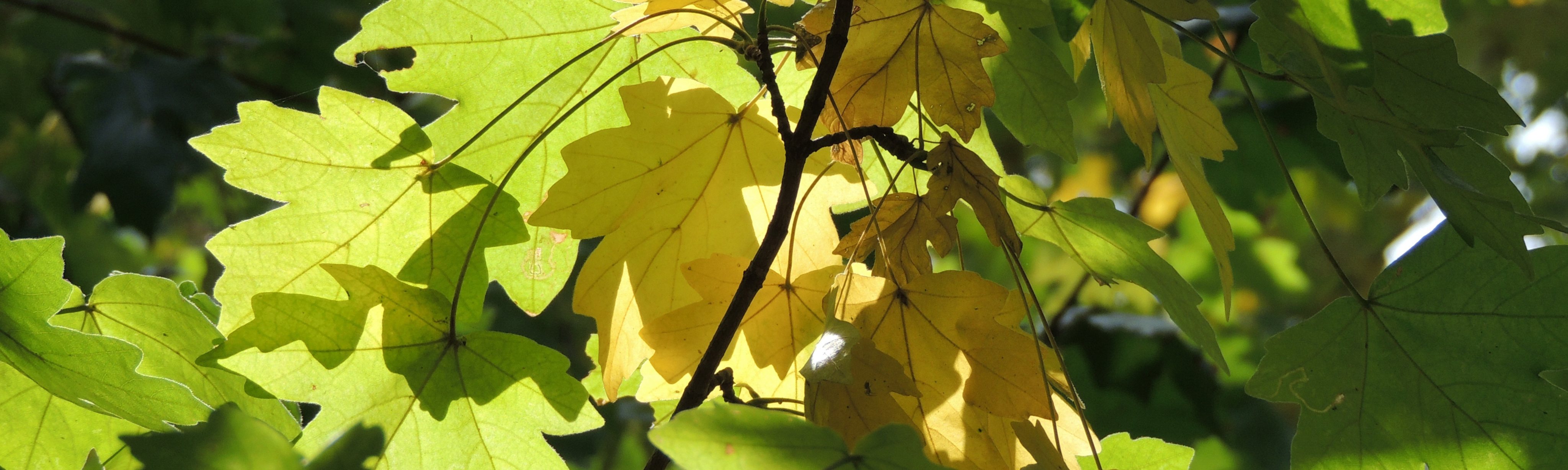 Foto-ParcDeLEurope-FieldMaple