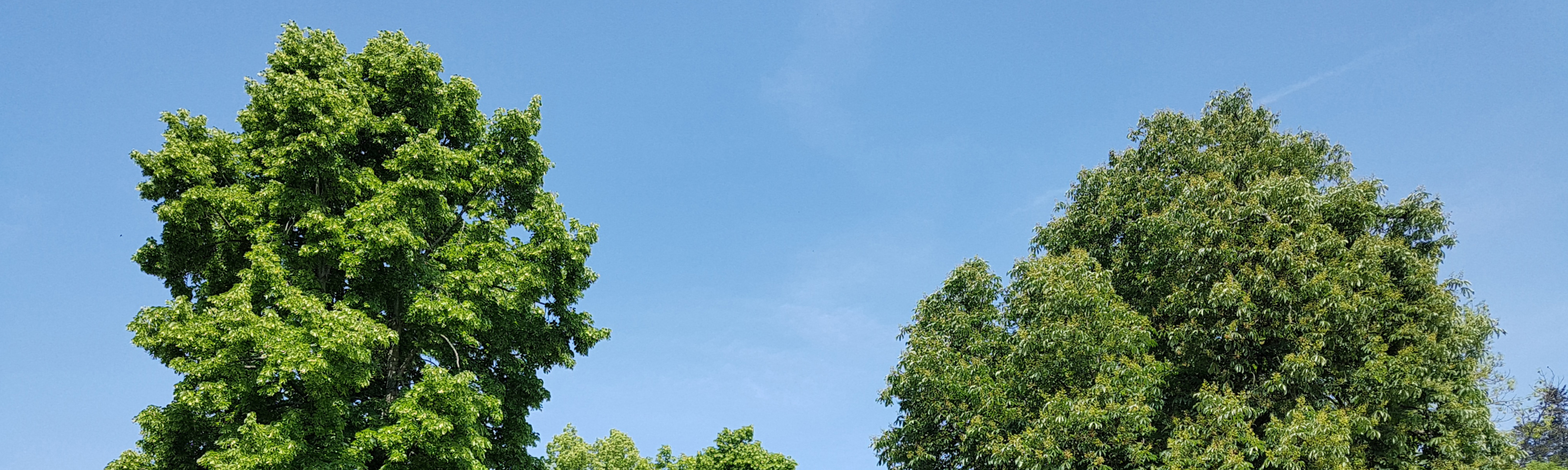Foto-ParcDeLEurope-SummerLann