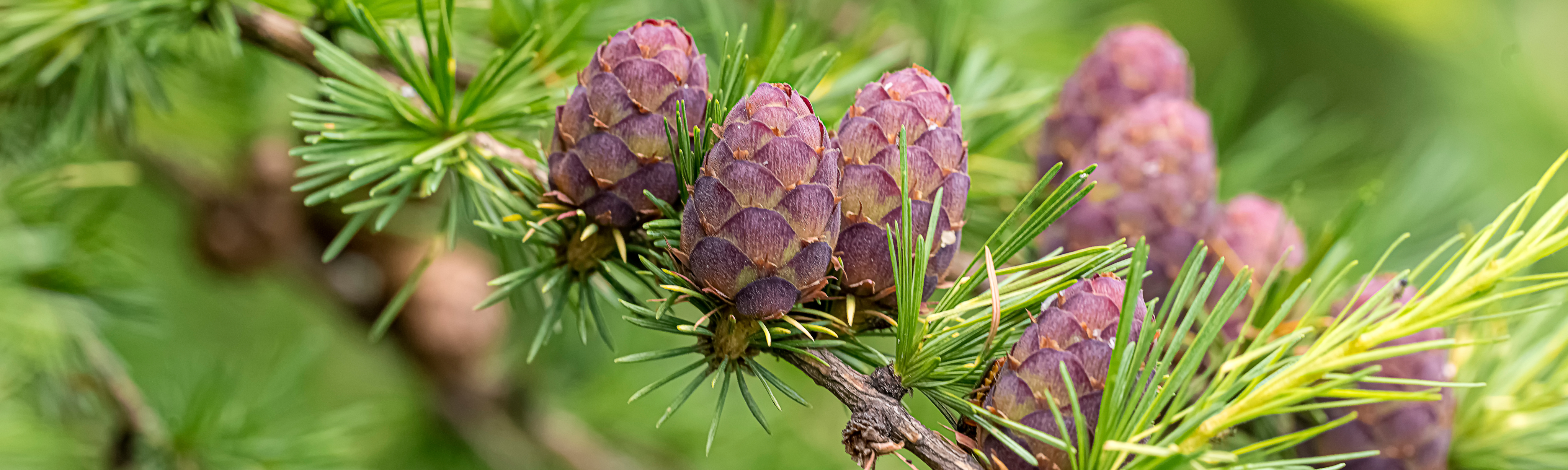 Foto-ParcDeLEurope-EuropeanLarch