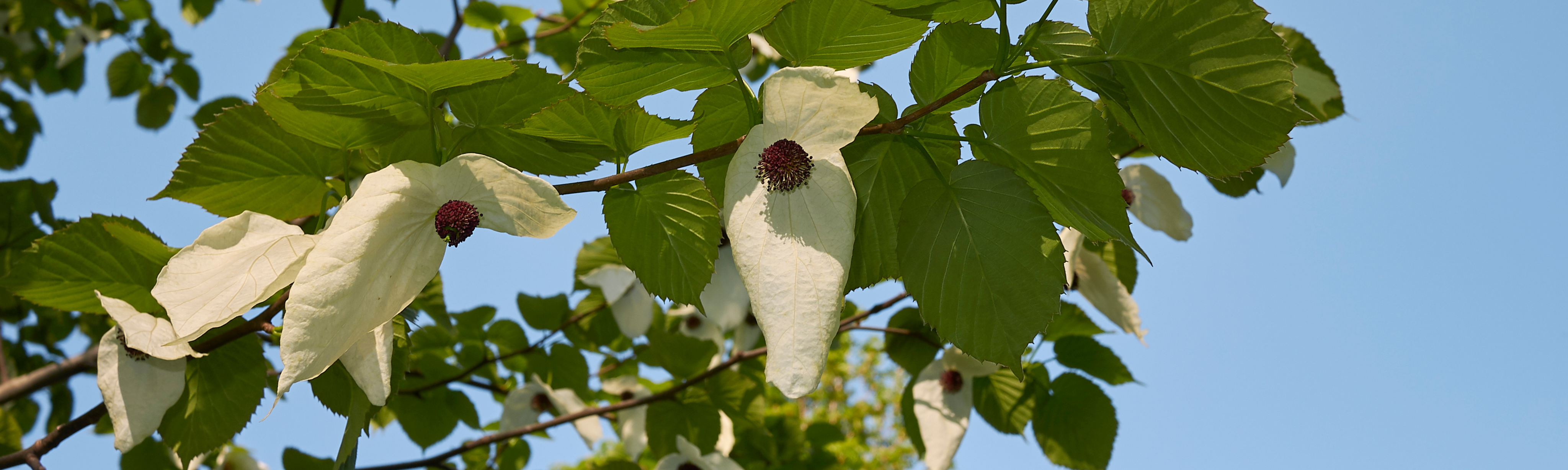 Foto-ParcDeLEurope-DavidiaInvolucrata Vilmoriniana