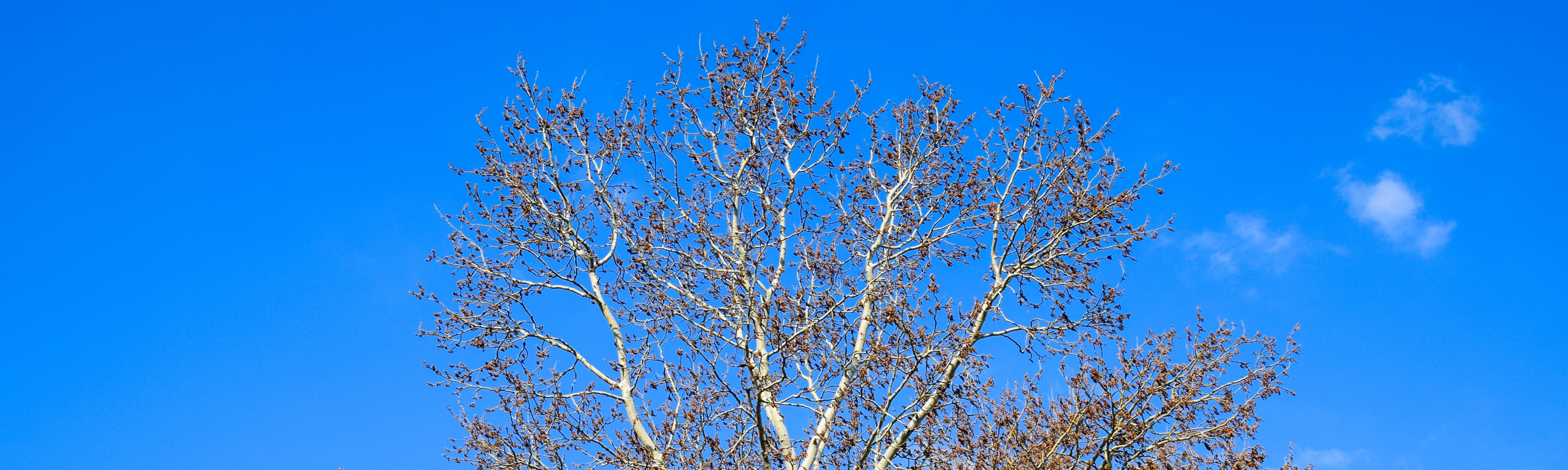 Foto-ParcDeLEurope-SilverPoplar