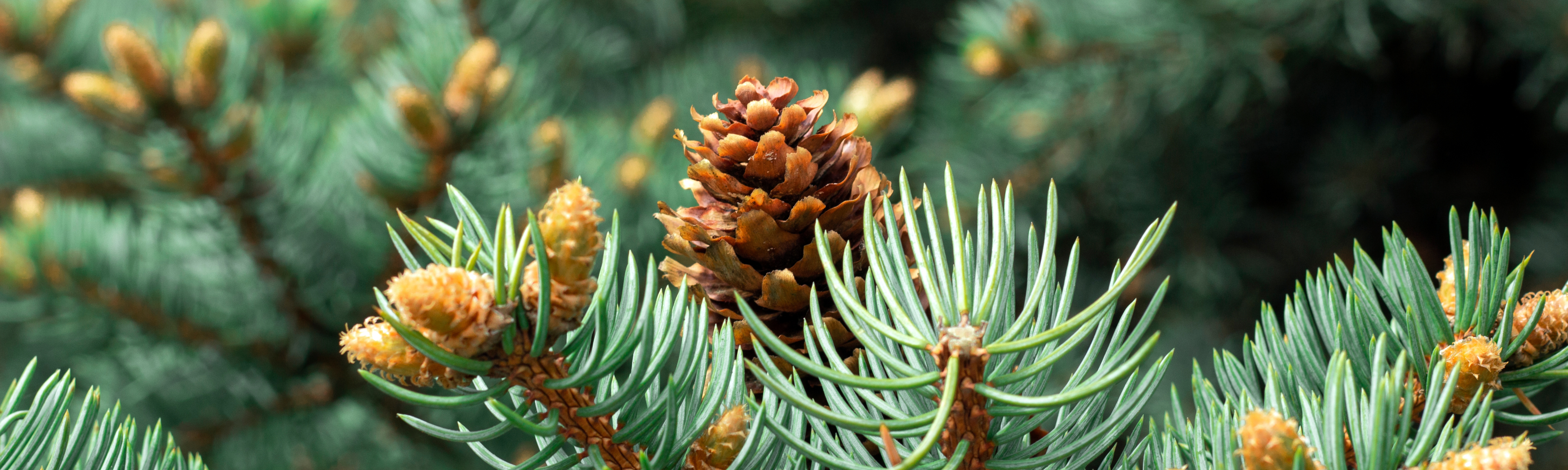 Foto-ParcDeLEurope-RedSpruce