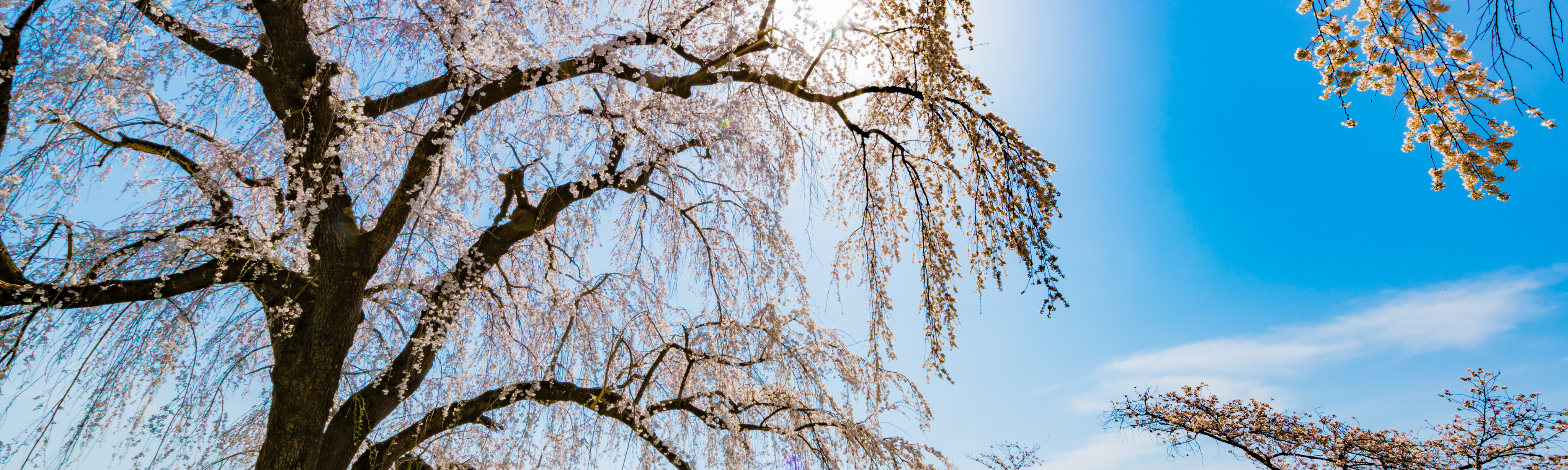 Foto-ParcDeLEurope-WeepingCherry