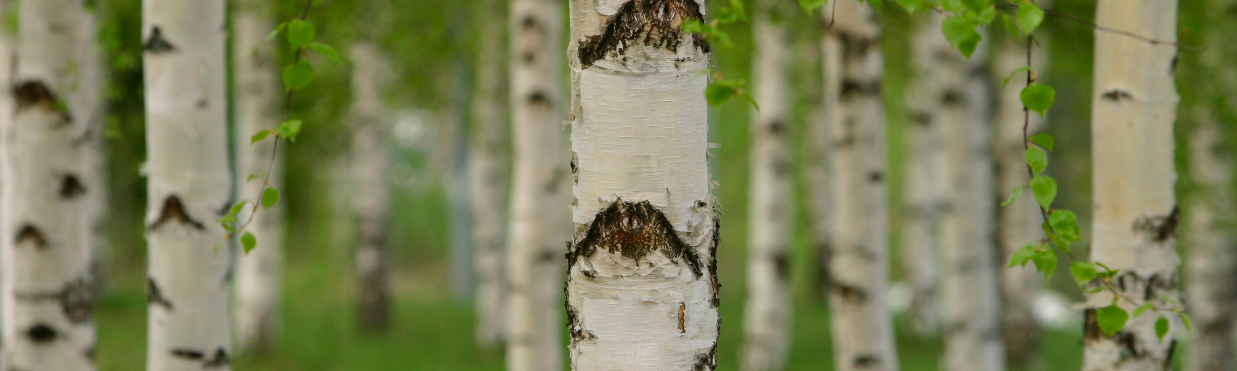 Foto-ParcDeLEurope-BogBirch