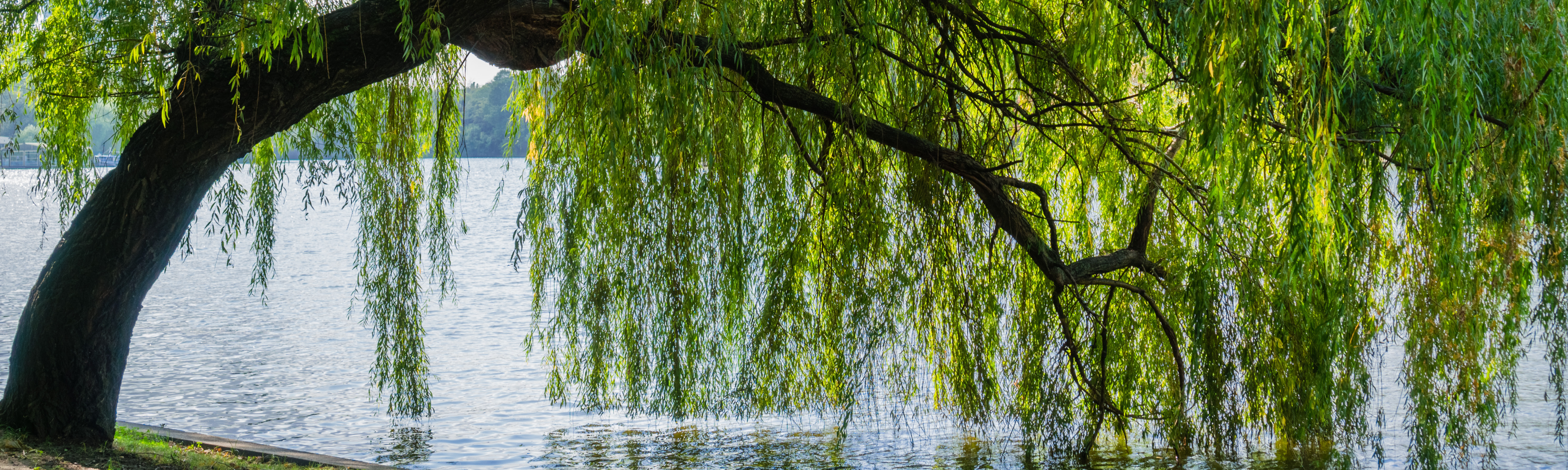 Foto-ParcDeLEurope-SilverWillow